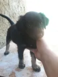 gordinha*