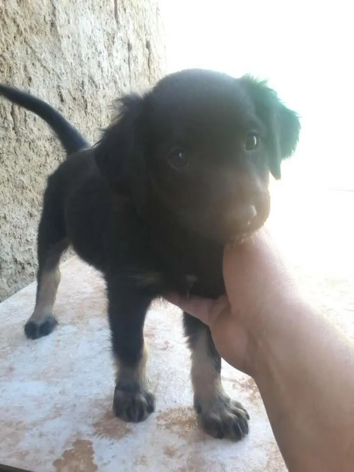 Cachorro ra a indefinida idade 2 a 6 meses nome gordinha*