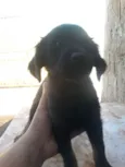 Pequenininha