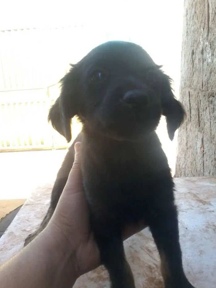 Cachorro ra a Indefinida idade 2 a 6 meses nome Pequenininha