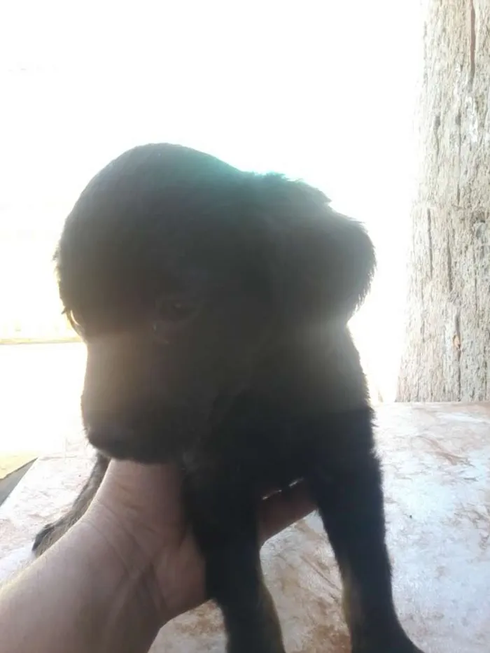 Cachorro ra a Indefinida idade 2 a 6 meses nome Pequenininha