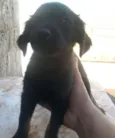 Pequenininha