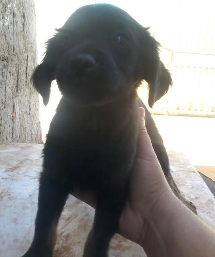 Cachorro ra a Indefinida idade 2 a 6 meses nome Pequenininha