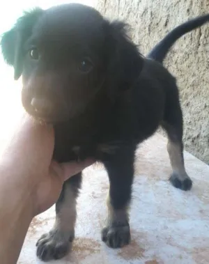 Cachorro raça indefinida idade 2 a 6 meses nome gordinha*
