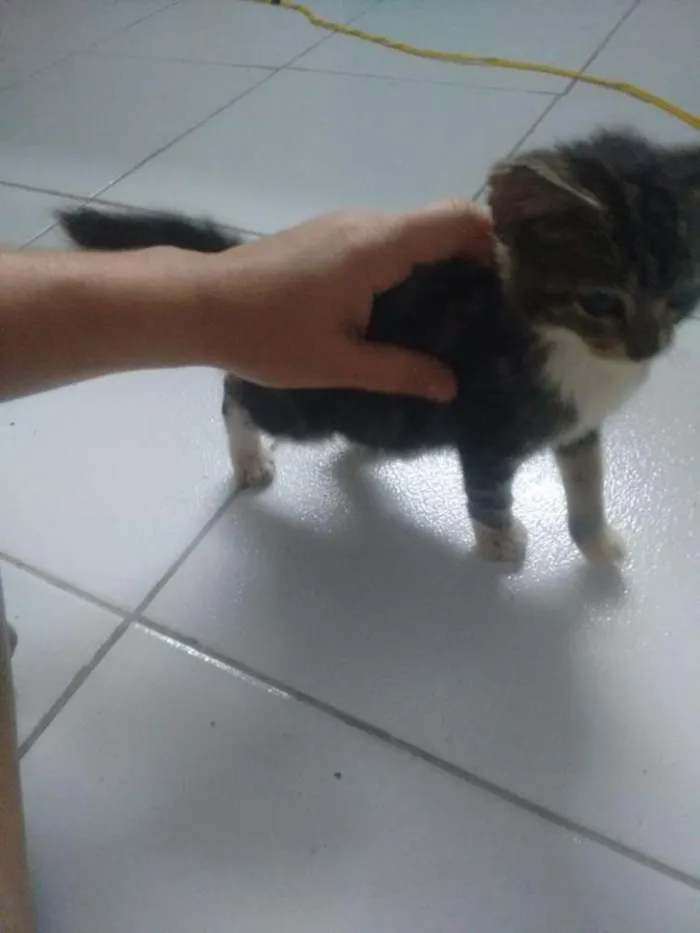 Gato ra a não tem idade Abaixo de 2 meses nome não tem