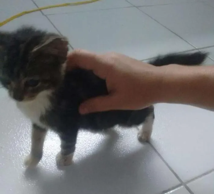 Gato ra a não tem idade Abaixo de 2 meses nome não tem