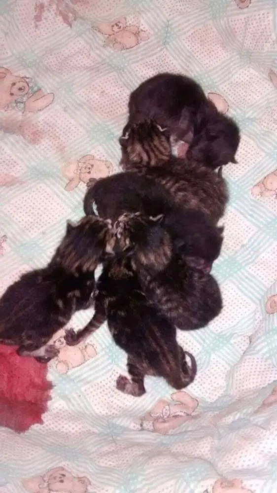Gato ra a Felinos idade 2 a 6 meses nome Gatinhos (a)