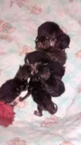 Gatinhos (a)