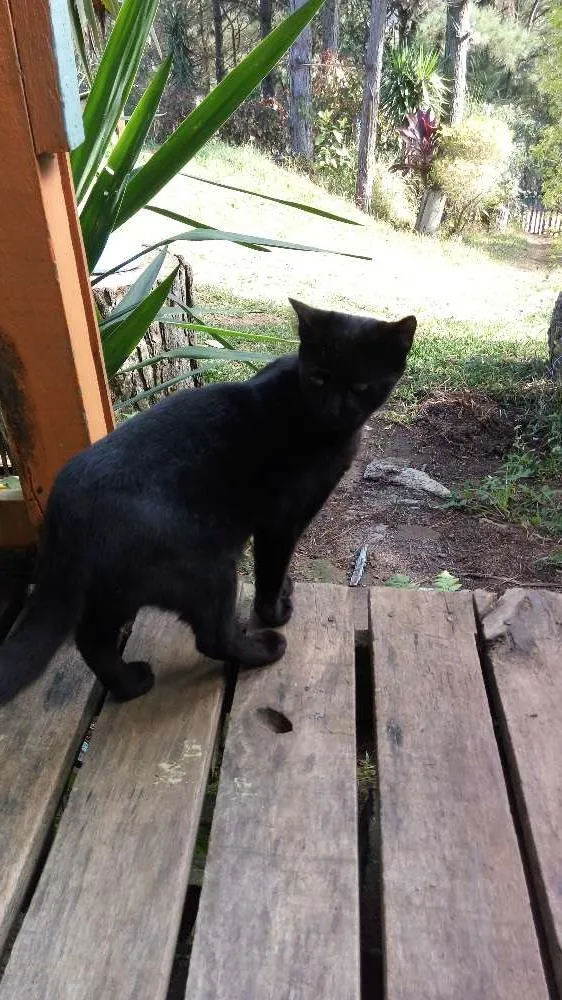 Gato ra a Felinos idade 2 a 6 meses nome Gatinhos (a)
