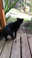 Gatinhos (a)