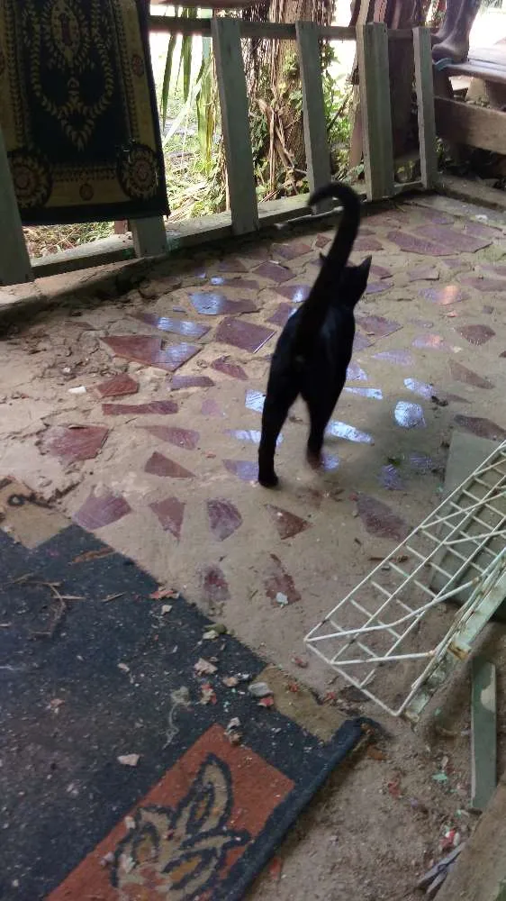 Gato ra a Felinos idade 2 a 6 meses nome Gatinhos (a)