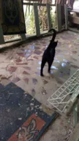 Gatinhos (a)