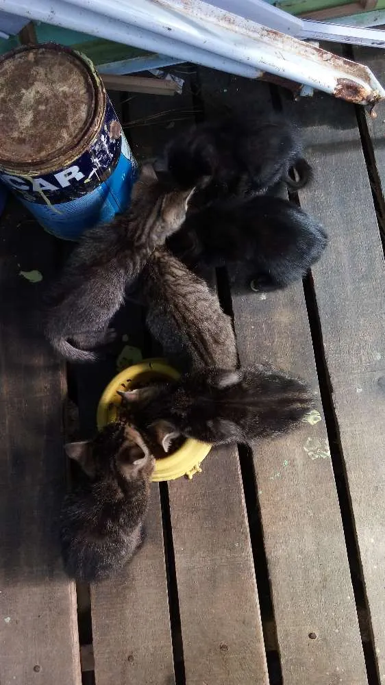 Gato ra a Felinos idade 2 a 6 meses nome Gatinhos (a)