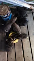 Gatinhos (a)