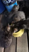 Gatinhos (a)