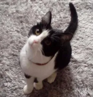 Gato raça Nao sei idade 7 a 11 meses nome Bezaleu