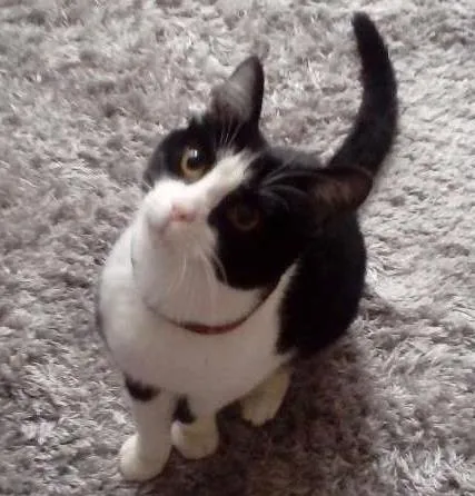 Gato ra a Nao sei idade 7 a 11 meses nome Bezaleu