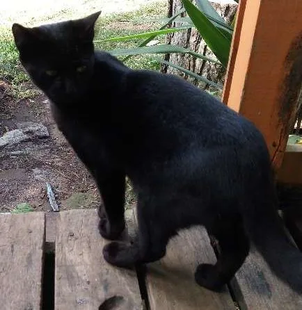 Gato ra a Felinos idade 2 a 6 meses nome Gatinhos (a)
