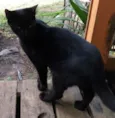 Gatinhos (a)