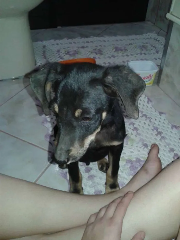 Cachorro ra a Não definida idade 7 a 11 meses nome George