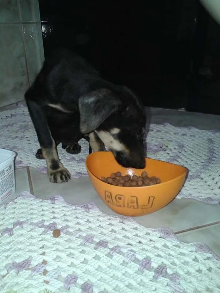 Cachorro ra a Não definida idade 7 a 11 meses nome George