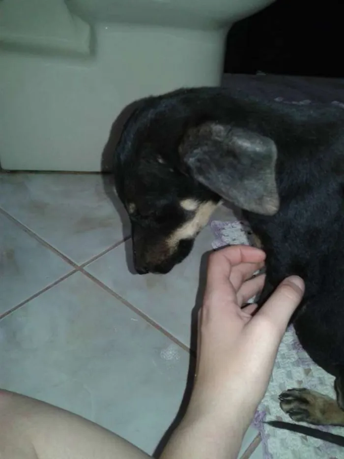 Cachorro ra a Não definida idade 7 a 11 meses nome George