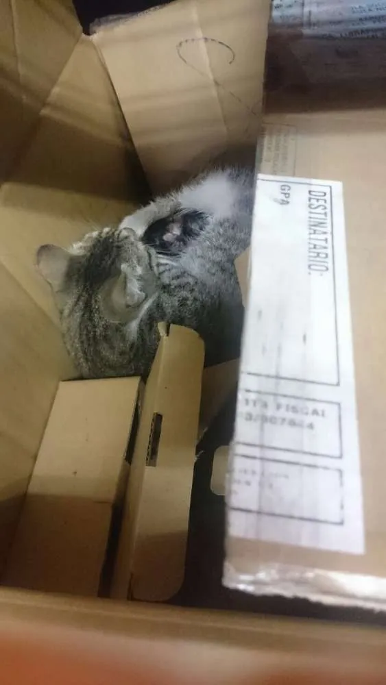 Gato ra a  idade Abaixo de 2 meses nome a definir