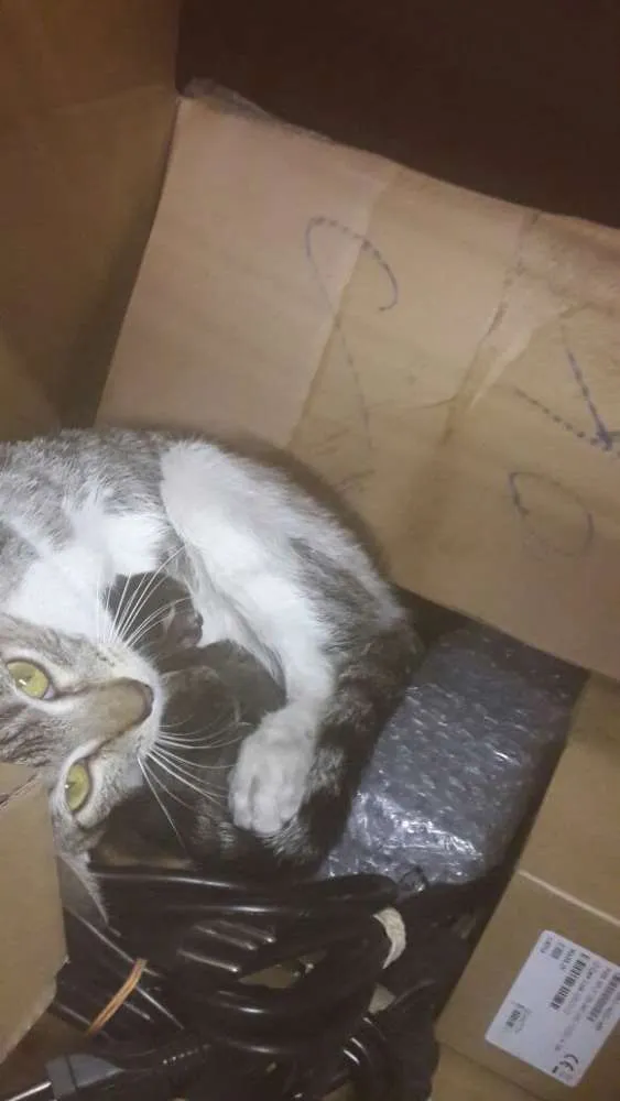 Gato ra a  idade Abaixo de 2 meses nome a definir