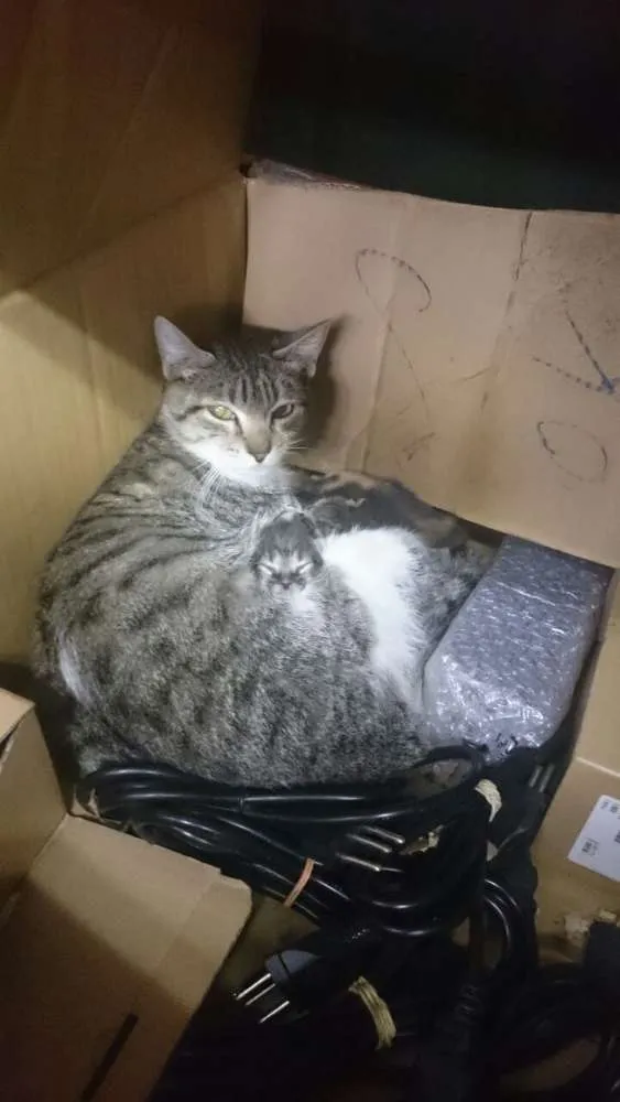 Gato ra a  idade Abaixo de 2 meses nome a definir