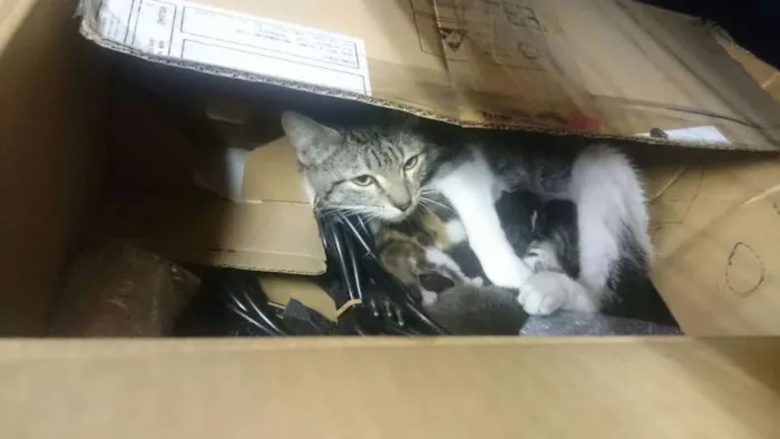 Gato ra a  idade Abaixo de 2 meses nome a definir