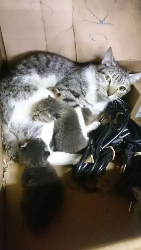 Gato ra a  idade Abaixo de 2 meses nome a definir
