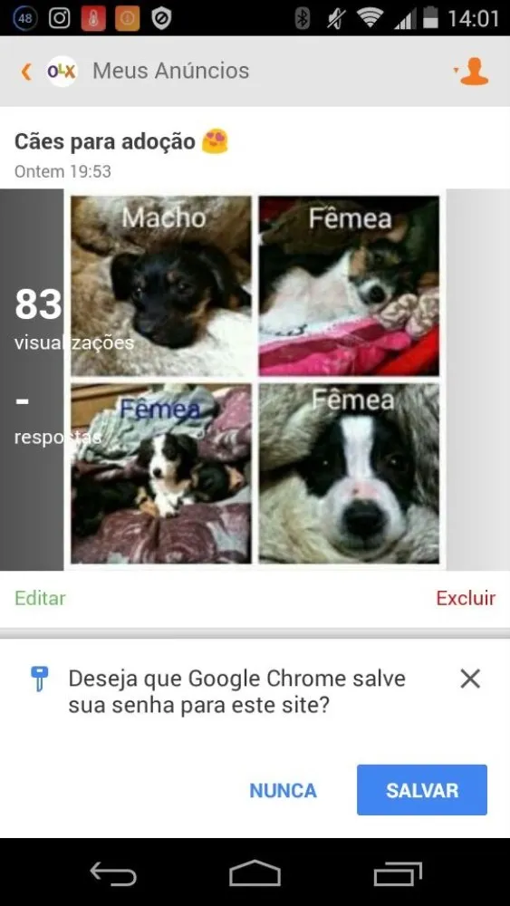 Cachorro ra a Srd idade 2 a 6 meses nome Filhotes  urgente