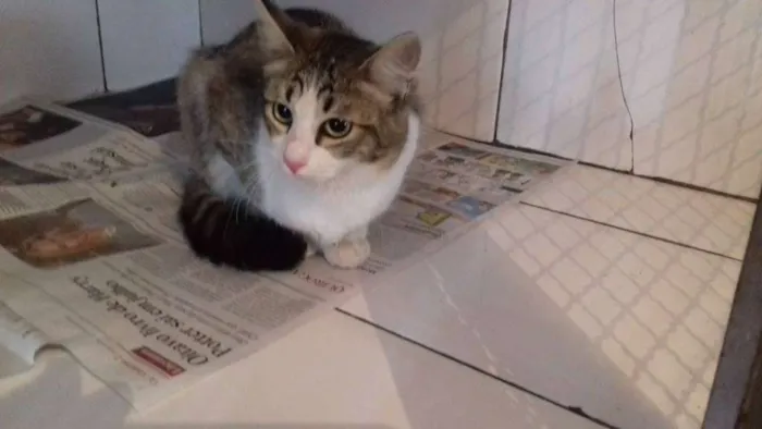 Gato ra a  idade 2 a 6 meses nome Filhotes