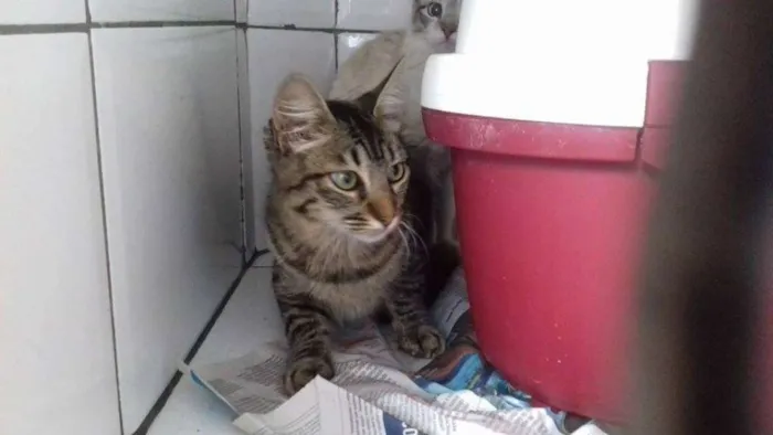 Gato ra a  idade 2 a 6 meses nome Filhotes