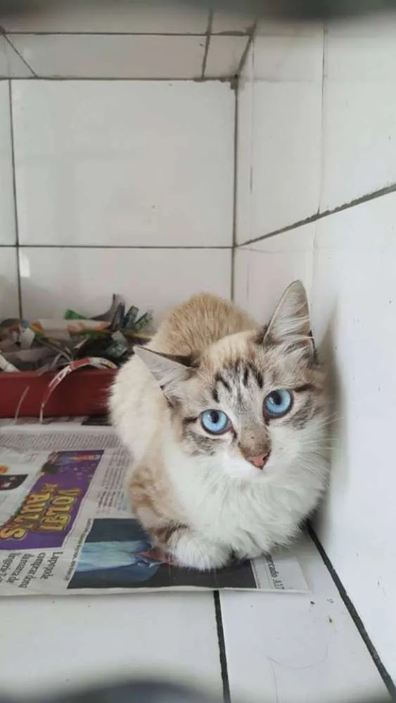 Gato ra a  idade 2 a 6 meses nome Filhotes