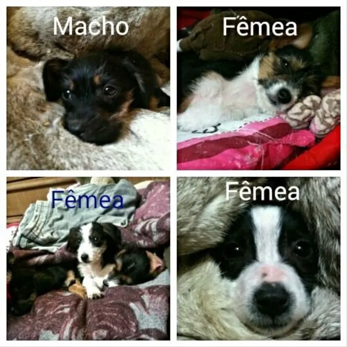 Cachorro ra a Srd idade 2 a 6 meses nome Filhotes  urgente