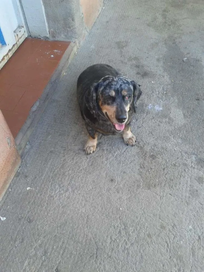 Cachorro raça salsicha idade 5 anos nome Lili
