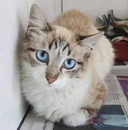 Gato ra a  idade 2 a 6 meses nome Filhotes