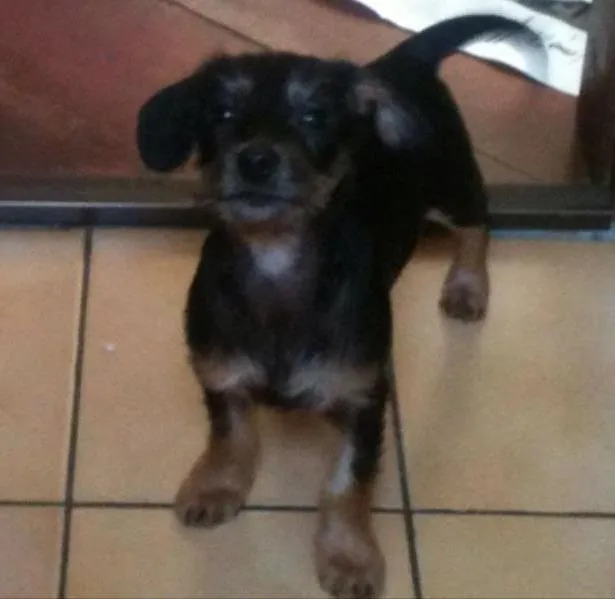 Cachorro ra a Srd idade 2 a 6 meses nome Filhotes  urgente