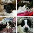 Filhotes  urgente