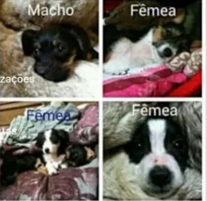 Cachorro raça Srd idade 2 a 6 meses nome Filhotes  urgente