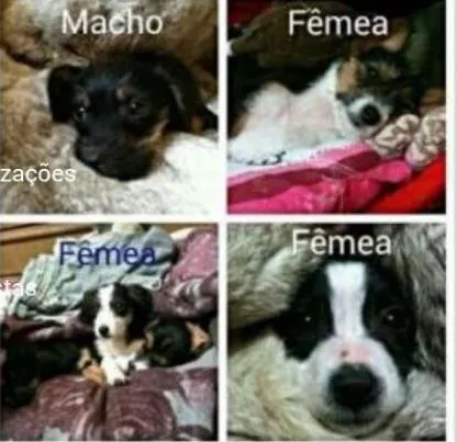 Cachorro ra a Srd idade 2 a 6 meses nome Filhotes  urgente