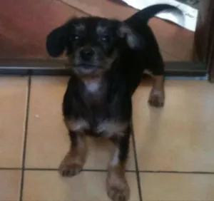 Cachorro raça Srd idade 2 a 6 meses nome Sr. Gingle