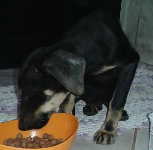 Cachorro ra a Não definida idade 7 a 11 meses nome George