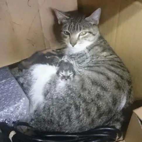 Gato ra a  idade Abaixo de 2 meses nome a definir