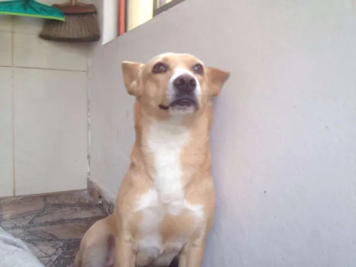 Cachorro ra a SRD idade 4 anos nome vida