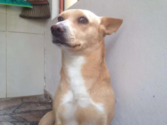 Cachorro ra a SRD idade 4 anos nome vida