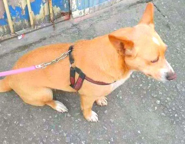 Cachorro ra a SRD idade 4 anos nome vida