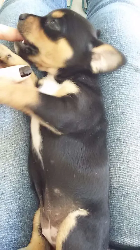 Cachorro raça sem raça definida idade Abaixo de 2 meses nome sem nome