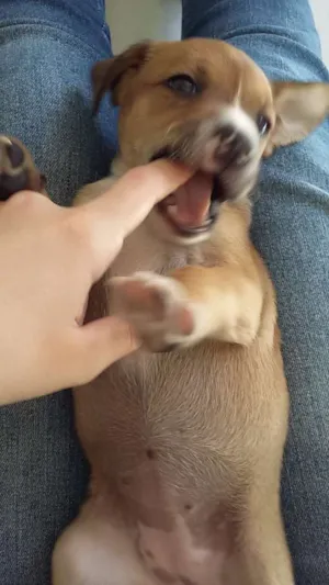 Cachorro raça sem raça definida idade Abaixo de 2 meses nome sem nome